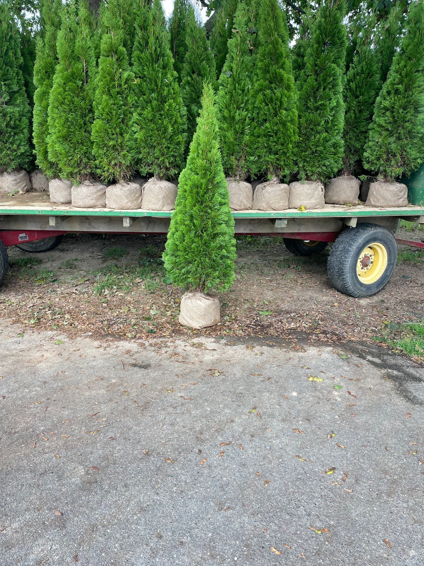 5-6FT EMERALD