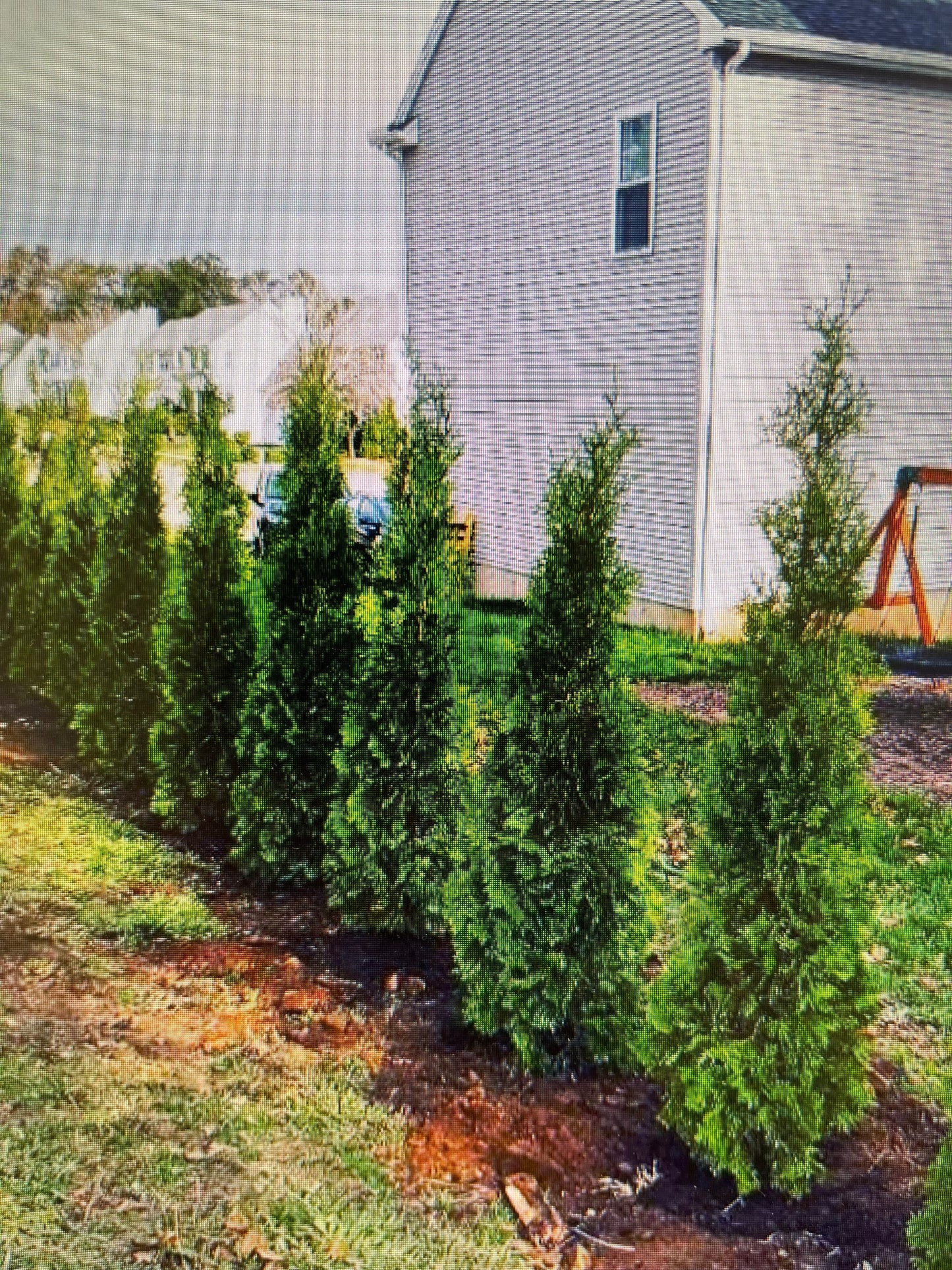 6 - 7 Foot Pyramidal Arborvitae