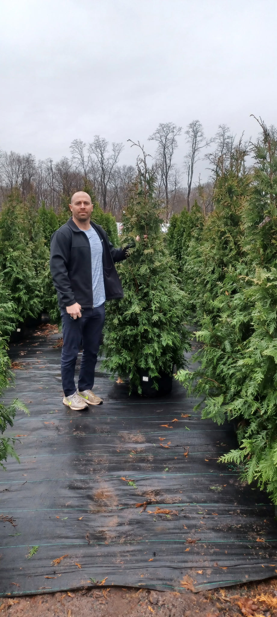 6-7FT GREEN GIANT